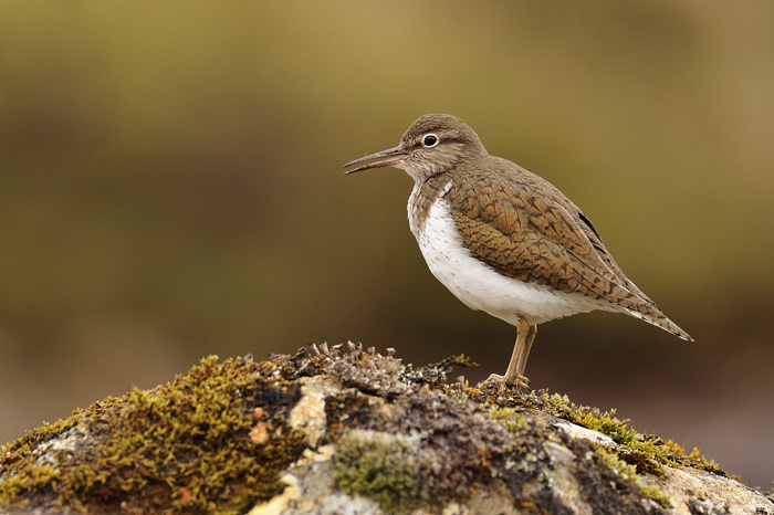 Sandpiper II