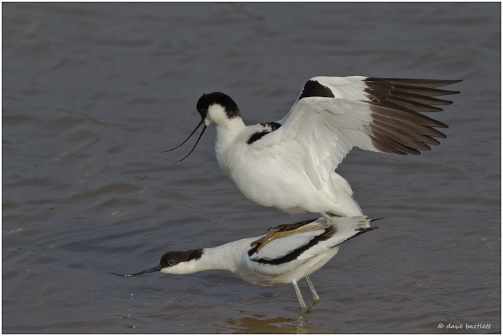 Avocets mating
