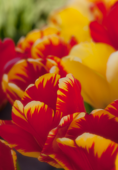 Tulip line-up