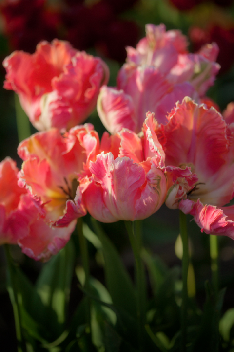Parrot Tulips