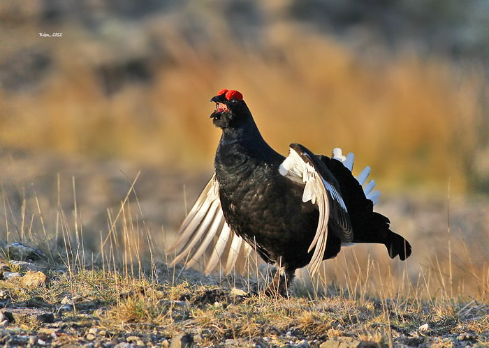 Black Grouse