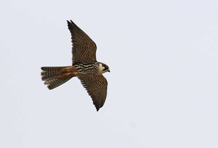Hobby in flight