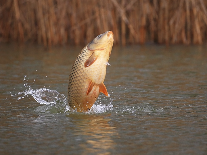 Common Carp