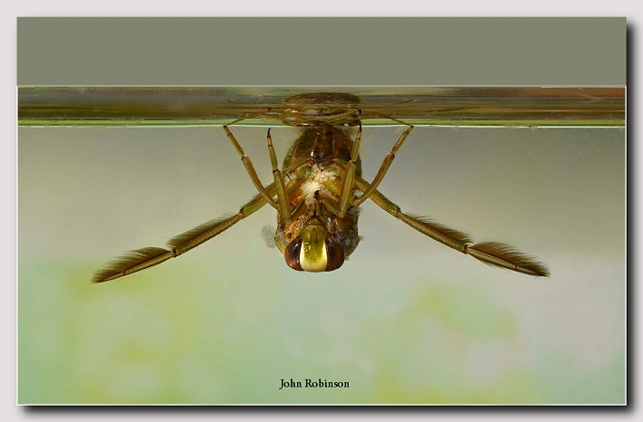 Backswimmer + 3D