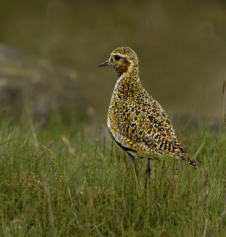 Golden Plover+repost..