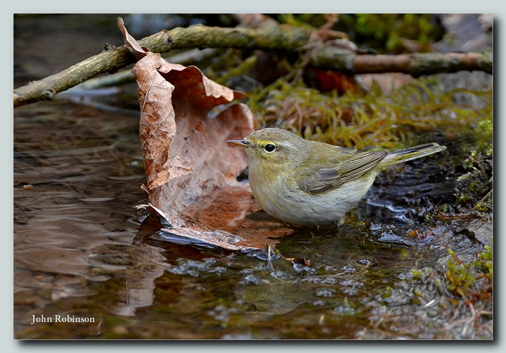 Leaf Warbler ???