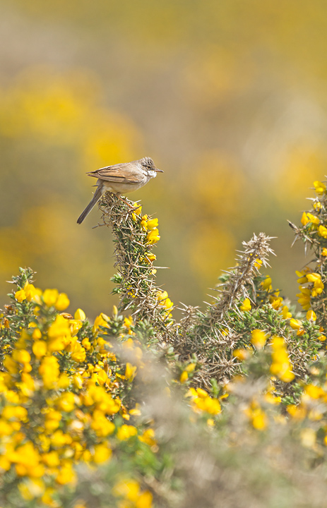 Whitethroat