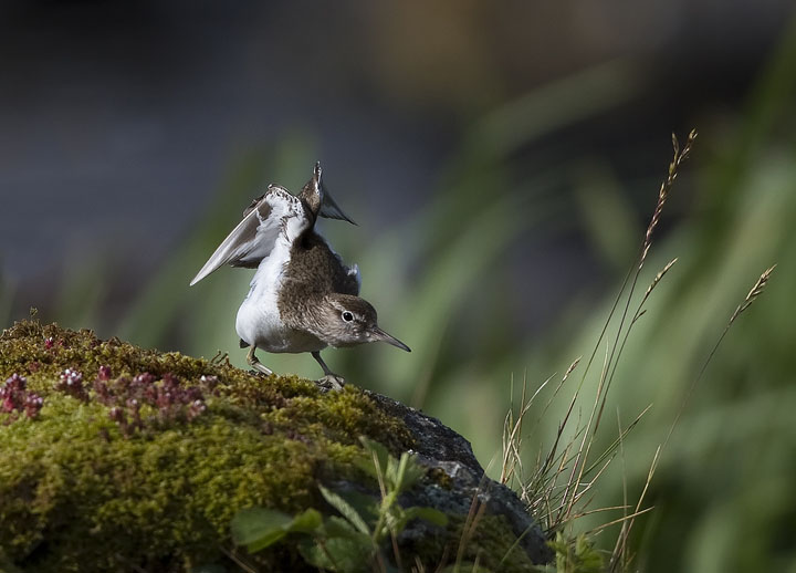 Common Sandpiper "Submitting"