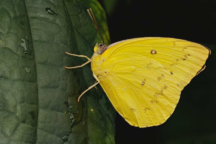 Butterflys for a dreary day