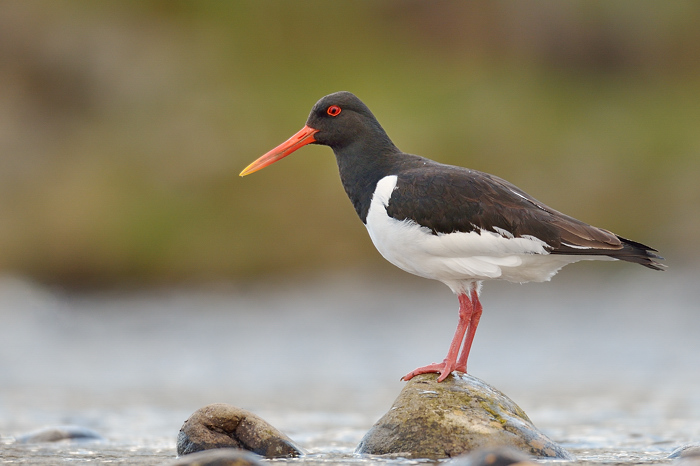 Oystercatcher