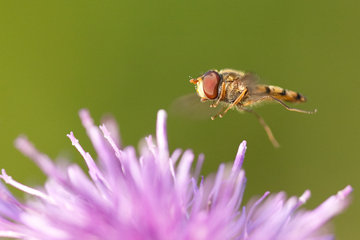 Macro Flight images "On finals"