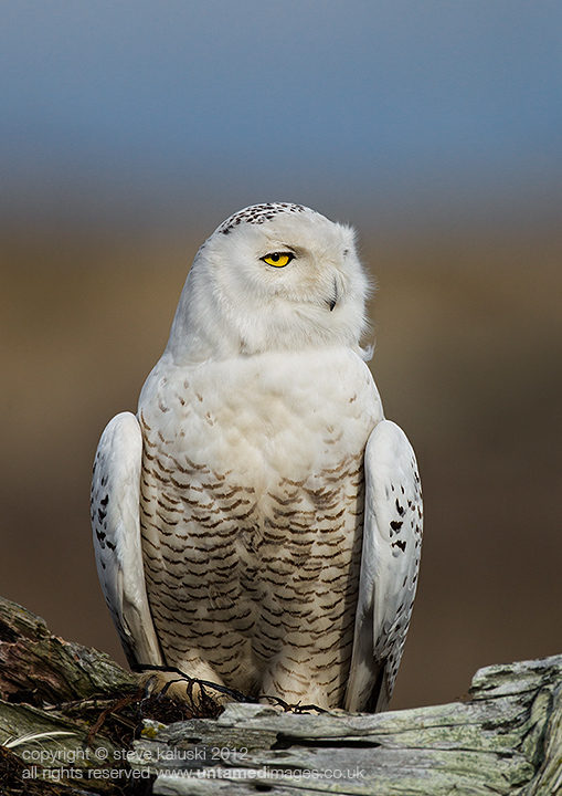 Snowy owl - (Bubo scandiacus)