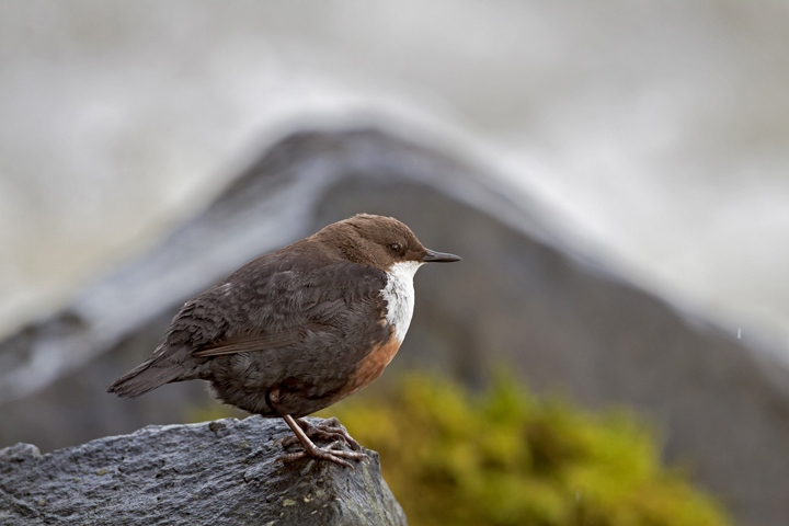 Dipper 