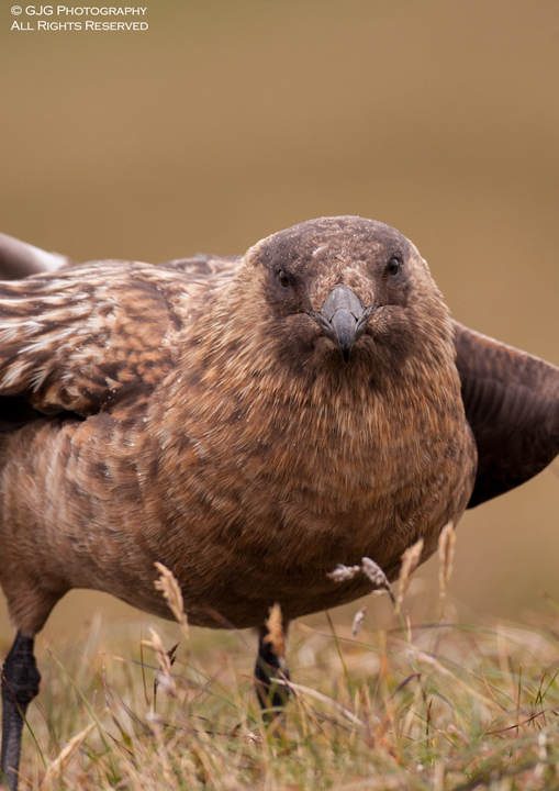 Great Skua