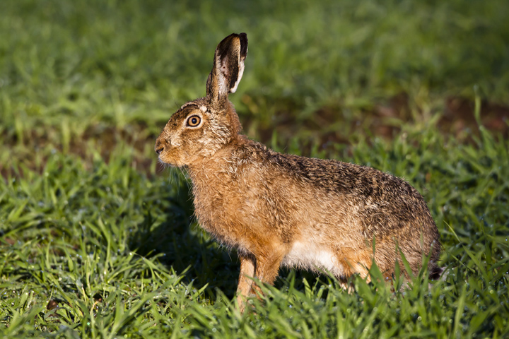 Brown Hare On the Move