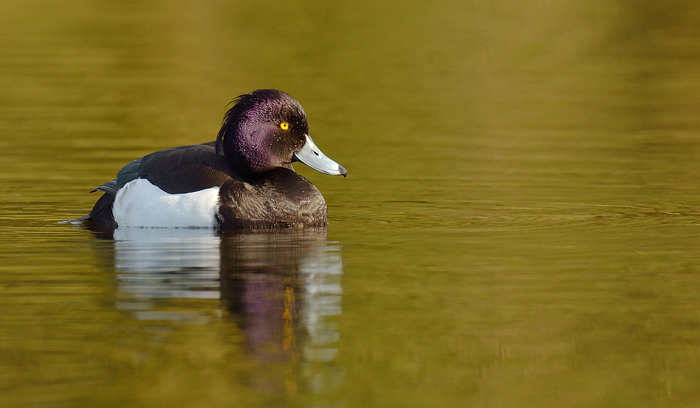 Tuftie