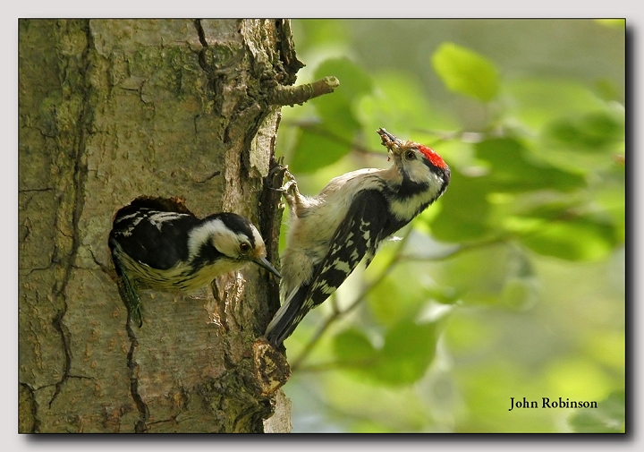 Lesser Spotted Woodpeckers.