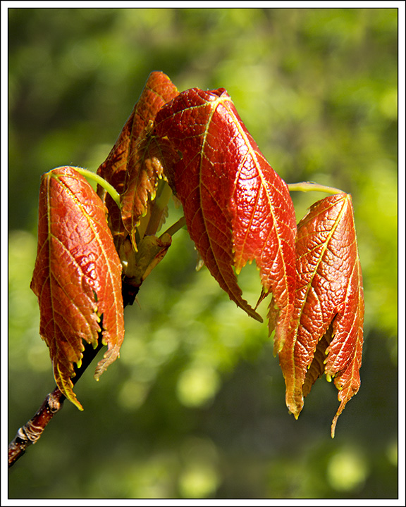 Unfurling Maple Leaves
