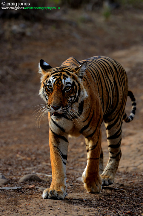 Natures Beauty-Tiger