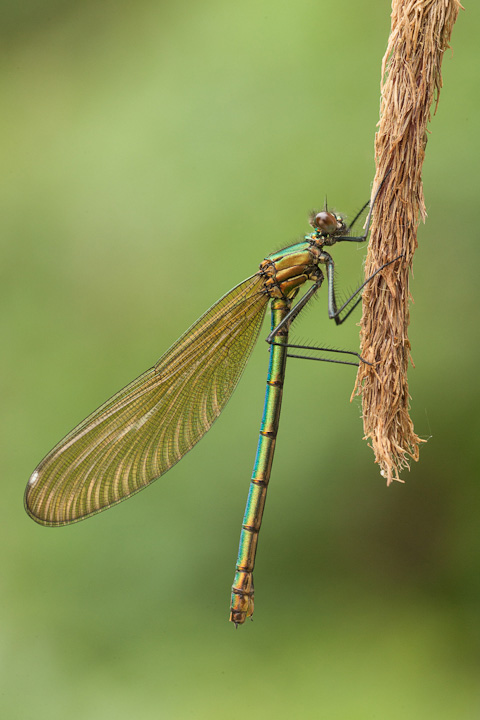 Banded Demoiselle (female)