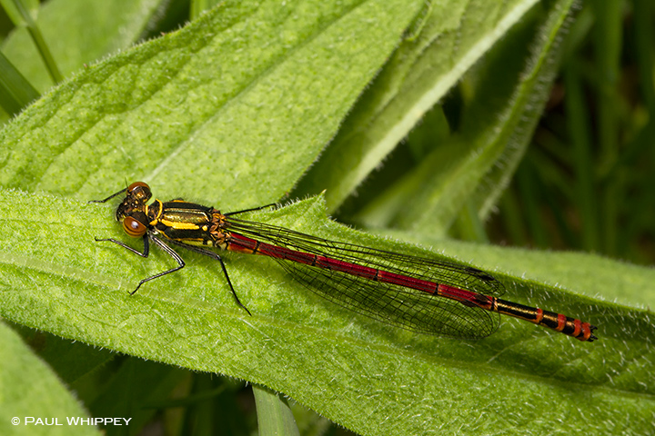 Large red damselfly