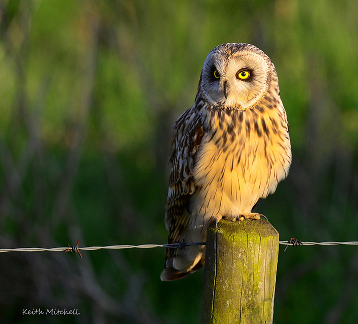 Short eared Owl.
