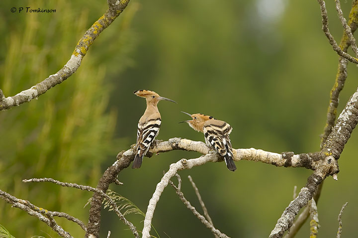 Hoopoe