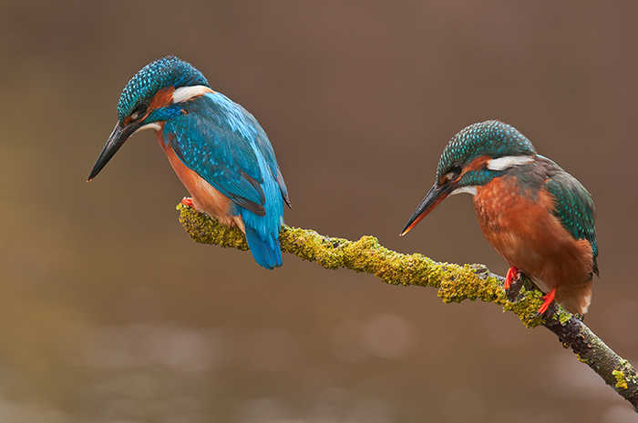 Pair of Kingfishers