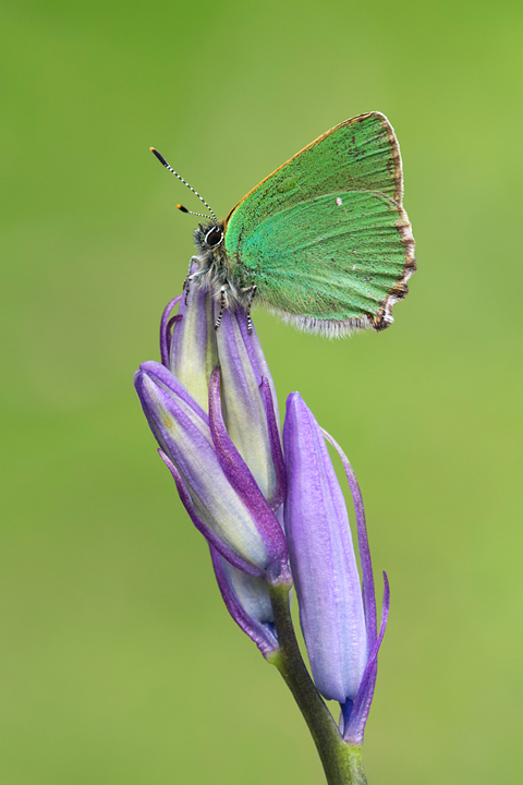 Green Hairstreak