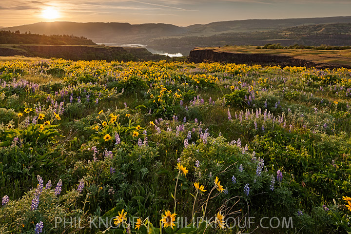 Sunset Tom McCall Preserve