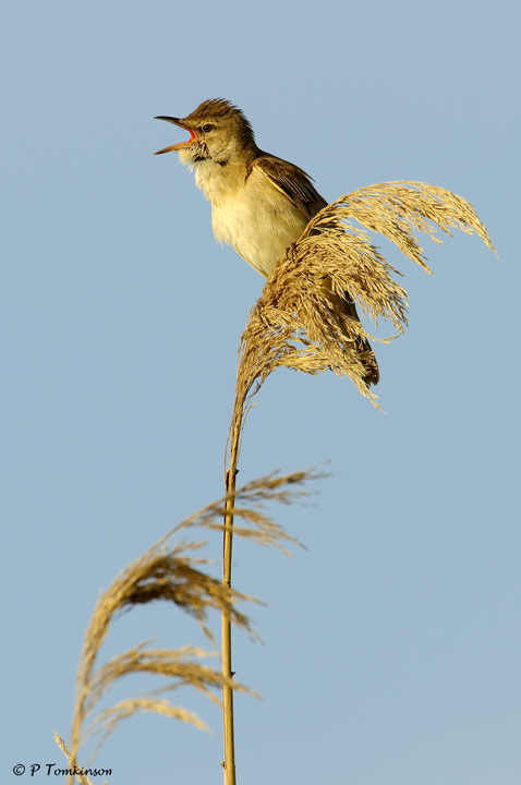 Great Reed Warbler