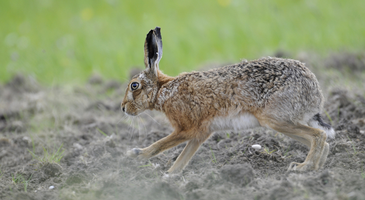 Brown hare