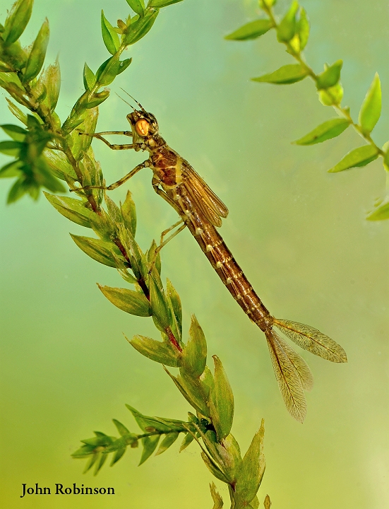 Damselfly larva+ 3D