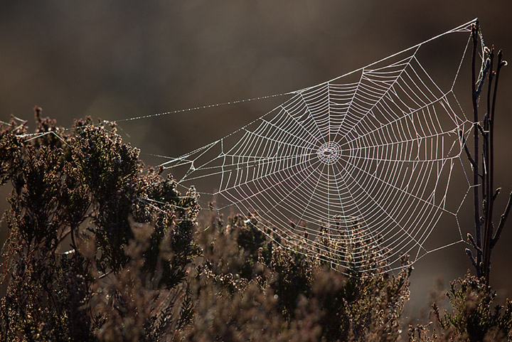 Web, dew and light