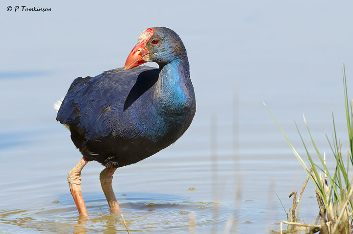 Purple Gallinule