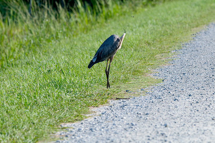 The headless heron