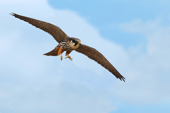 Hobby & blue sky