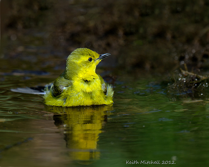 Yellow wagtail.