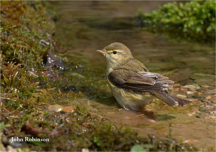 Willow Warbler