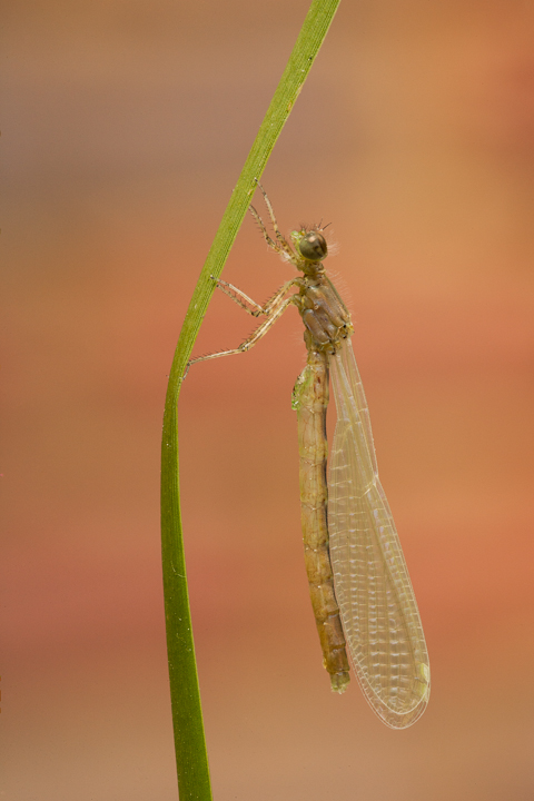 Teneral Damselfly