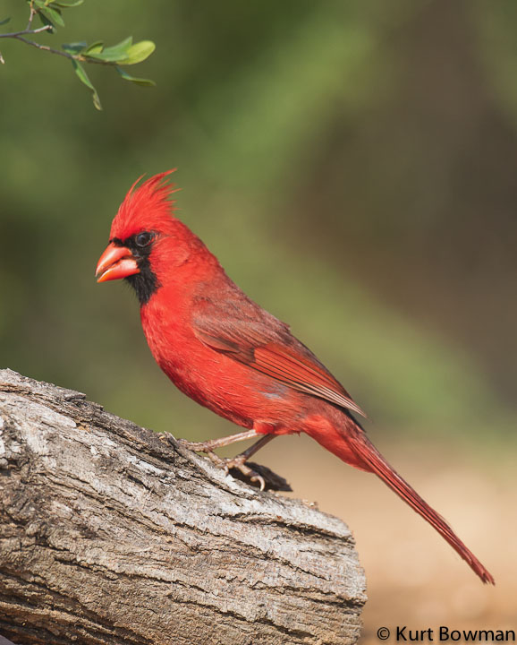 Northern Cardinal
