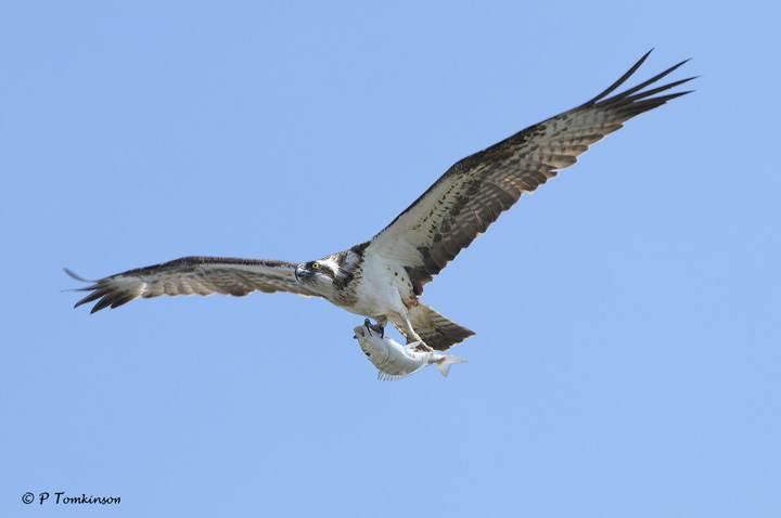 Osprey