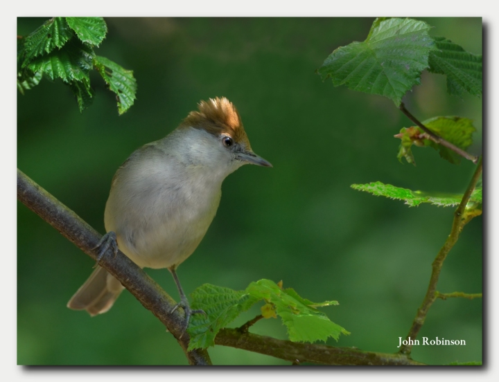 Crested Warbler ?