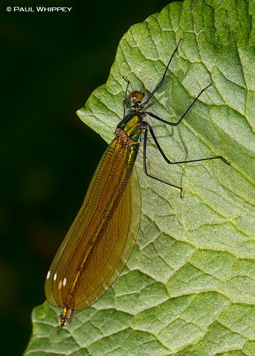 Beautiful Demoiselle + repost