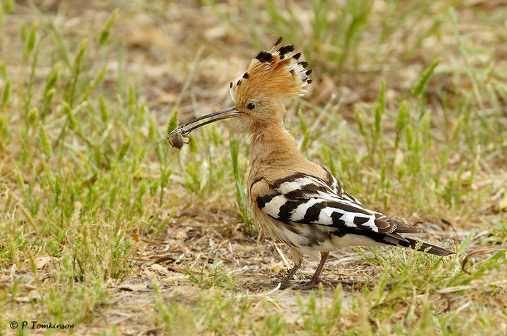 Hoopoe II