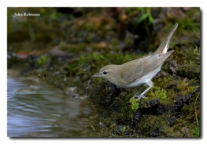 Garden Warbler + pair