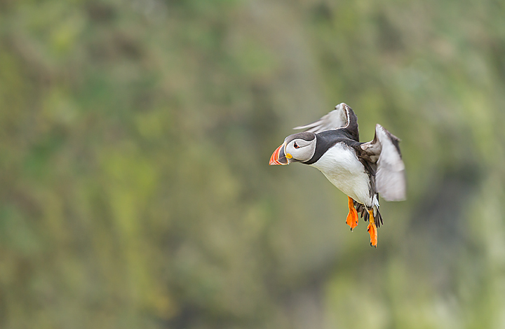 Puffin
