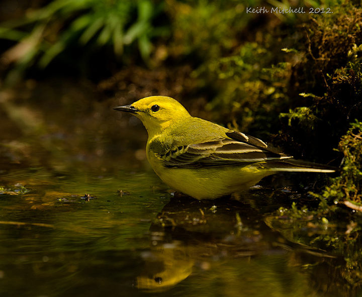 Yellow wagtail.+repost.