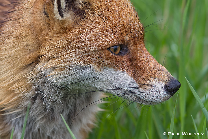 Red fox portrait