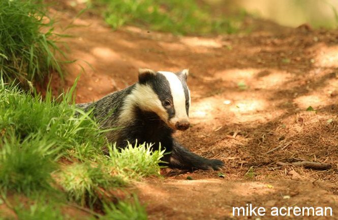 badger